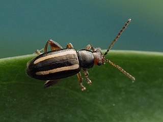 <i>Systena elongata</i> Species of beetle