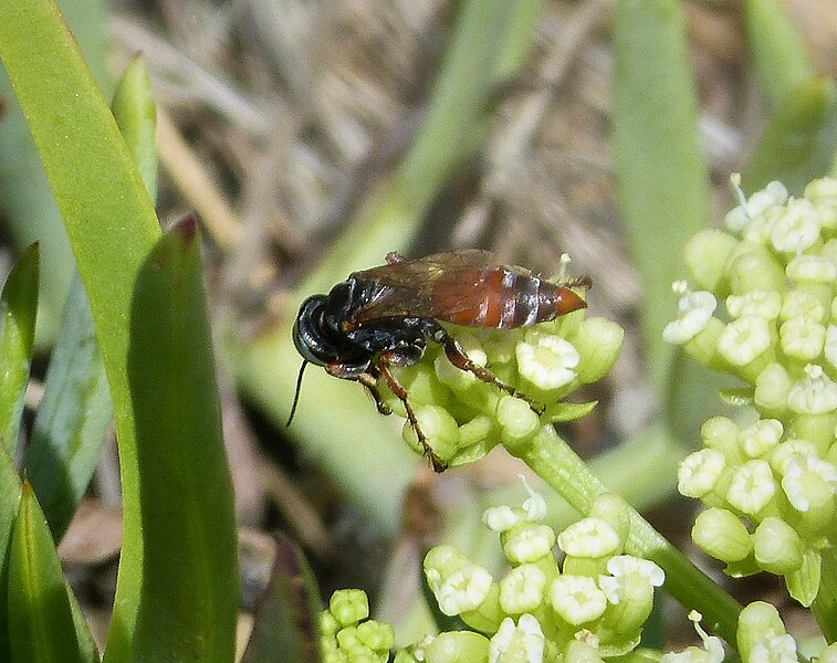 File:Tachytes species. Female (25116800797).jpg