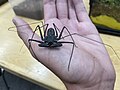 Tailless whip scorpion (Phrynus whitei), Entomica.jpg