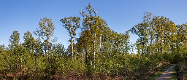 Tall lanky oaks at Myrstigen