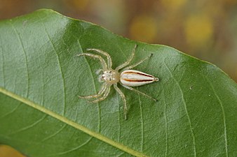 Telamonia dimidiata (Two-striped jumper) female