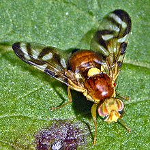 Tephritidae - Euleia heraclei.JPG