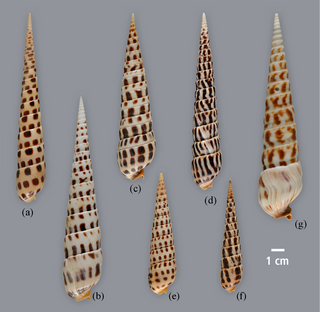 <i>Terebra</i> Genus of gastropods