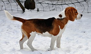 Beagle (Hunderasse)