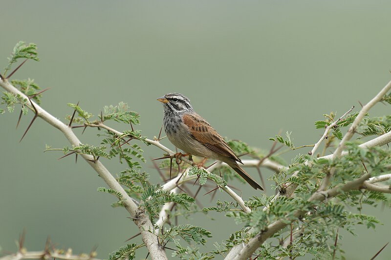 File:The Beautiful Striolated Bunting of Rocky Hills! 02.jpg