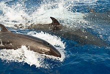 Pod of false killer whales The False Killer Whale (Pseudorca crassidens) (http-www.bluekaymahahual.com) - panoramio.jpg