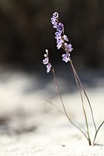 Miniatura para Thelymitra campanulata