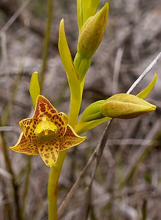 <i>Thelymitra benthamiana</i> Species of orchid