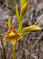 Thelymitra benthamiana Australia Mt. Chudalup