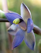 Thelymitra peniculata