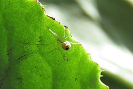 Theridion frizzellorum