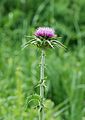 Silybum marianum (Asteraceae) Milk Thistle