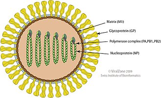 Schematic drawing of a virion (genera Thogotovirus and Quaranjavirus, cross section) Thogotovirus-virion.jpg