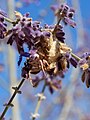 The same spider waiting for prey (note the timestamp: this picture has been taken after the picture with the captured bumblebee)