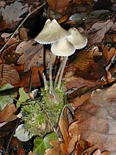 Fungi: Étymologie, Définition mycologique, Définition du règne fongique