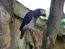 Timneh parrot (wings clipped) Timneh african grey parrot 31l07.JPG