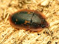 Tiny Sap-feeding Beetle (32977448222).jpg