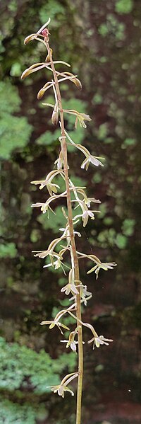 File:Tipularia discolor Ohio.jpg