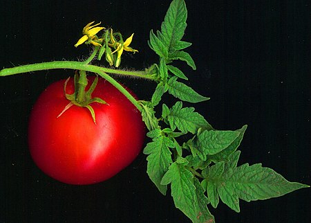 Tập_tin:Tomato_scanned.jpg