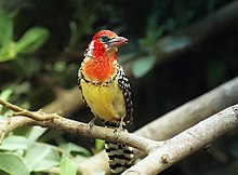 Adult female nominate Trachyphonus erythrocephalus -adult female-8a.jpg