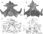 Tranatocetus maregermanicum Tranatocetus.PNG