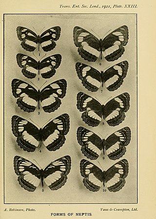<i>Neptis nysiades</i> Species of butterfly