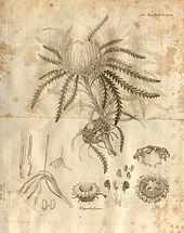 A plate from Robert Brown's paper "On the natural order of plants called Proteaceae" (1810) Transactions of the Linnean Society of London, Volume 10 - tab. 3.jpg