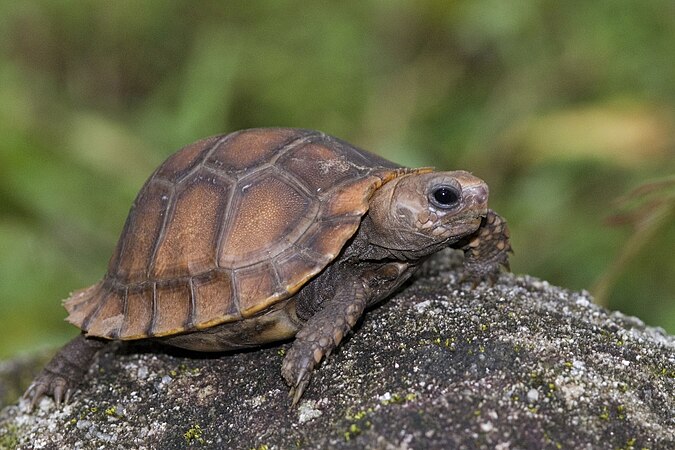 Черепаха 6 букв. Мадагаскарская клювогрудая черепаха. Индийская звездчатая черепаха. Желтоголовая индийская черепаха. Звездчатая сухопутная черепаха.
