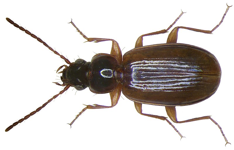 File:Trechus quadristriatus (Schrank, 1781) (2898245099).jpg