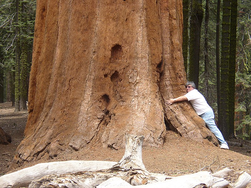 File:TreeHugger.JPG