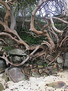 Tree roots at Port Jackson Tree branches and roots.jpg