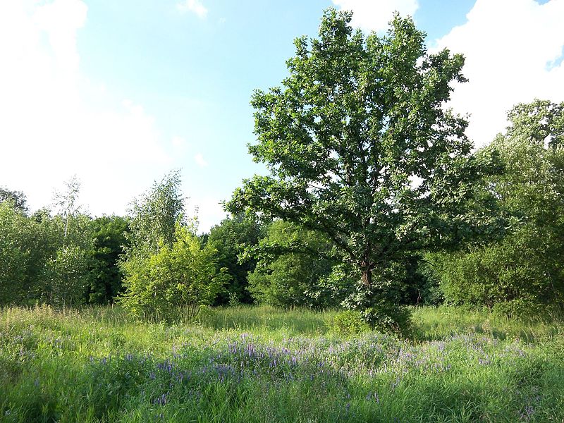 File:Tree in a park - panoramio.jpg