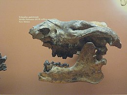 A Triisodon quivirensis koponyája