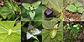 with Trillium tschonoskii