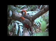 Fayl: Trochalopteron milnei - Red-tailed Laughingthrush.webm