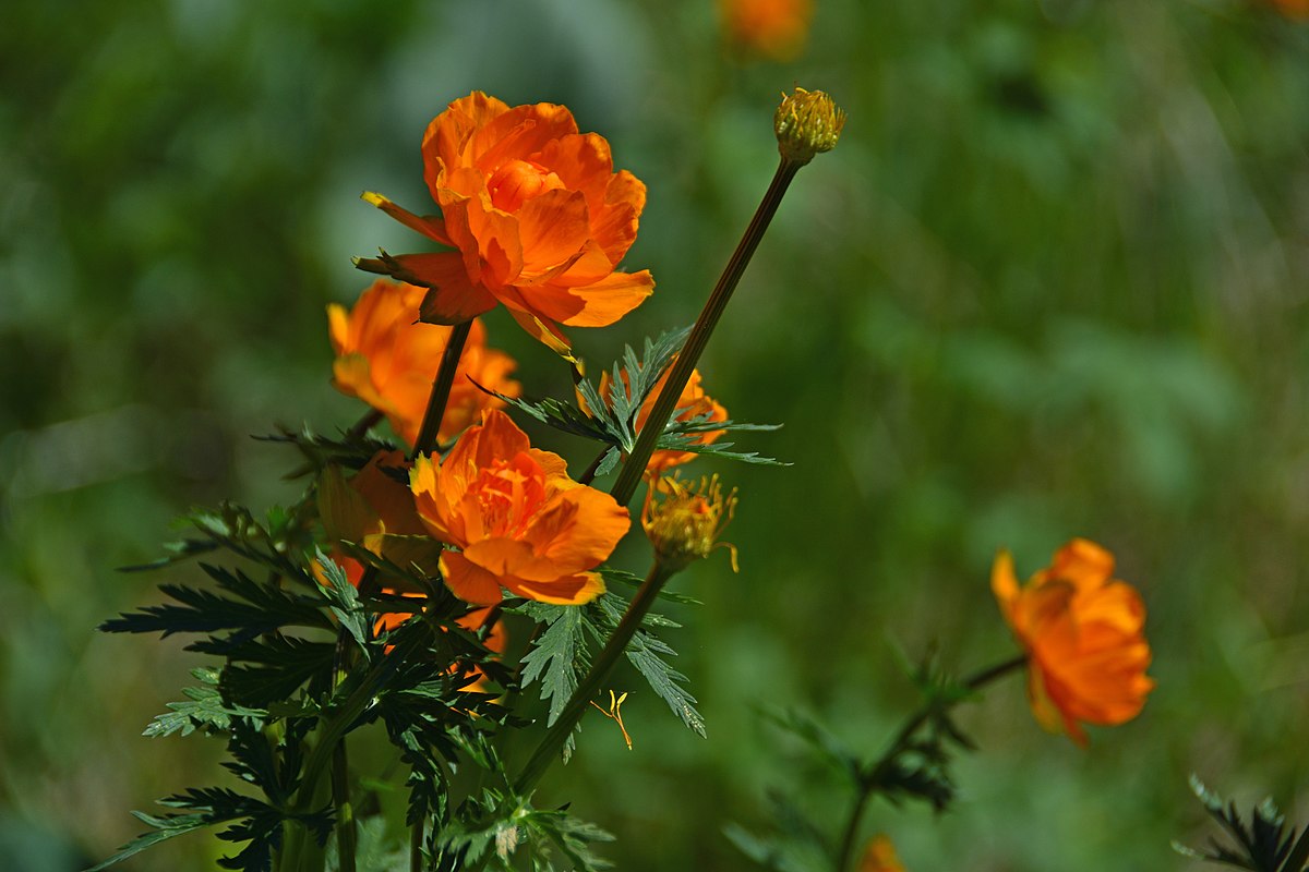 Trollius komarovii