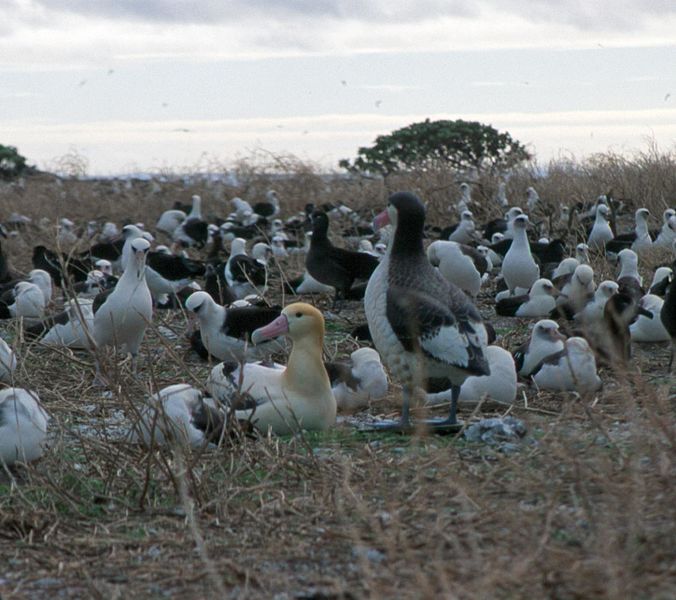 File:USFWS Short-tailed Albatross Sited Near Decoys 2007 Photo by D. Lusk-USFWS (16058586722).jpg