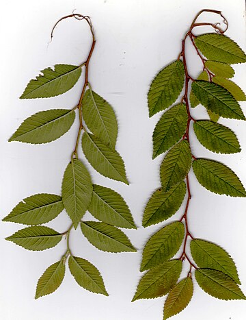 Ulmus parvifolia 'Drake'