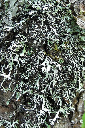 Umber Monks Hood Lichen (3816400766)