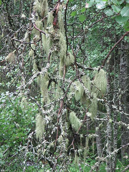 File:Usnea 2 (2005 07 19).jpg