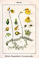 Utricularia sp