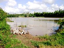 In Cai Be, within Vietnam's Mekong Delta, racers participated in a duck herding Roadblock. Vit nuoi.jpg