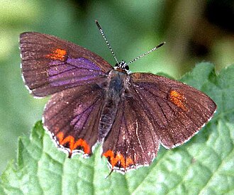 Purple sapphire, Heliophorus epicles, upperside view VB 004 PurpleSufire UP.jpg