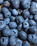 Le bleuet: le petit fruit sauvage du Canada aux grandes vertus