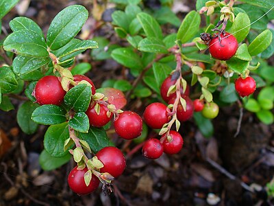 Vaccinium vitis-idaea Fruits