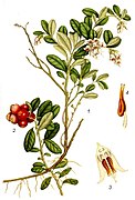 Vaccinium vitis-idaea L..jpg