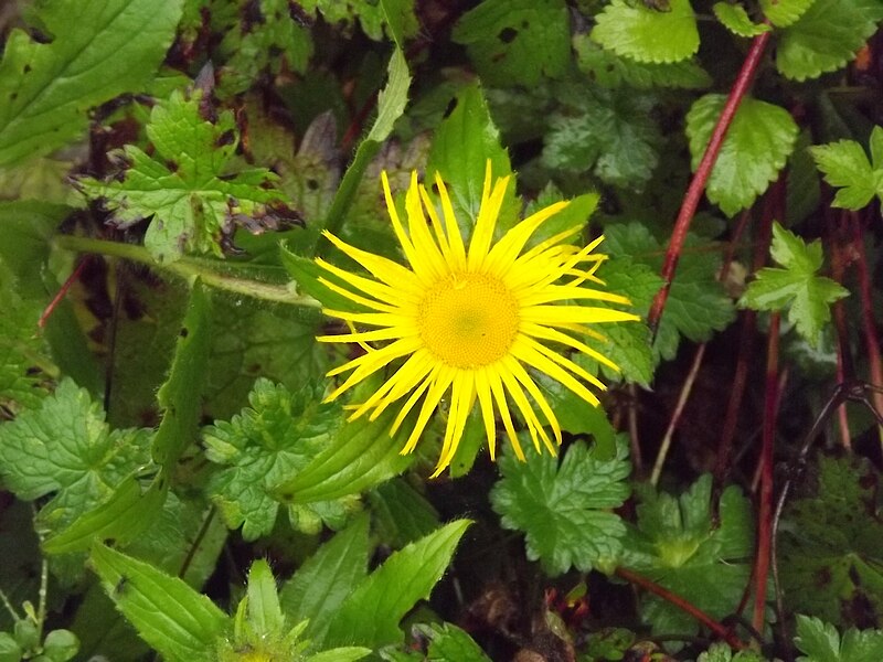 File:Valley of Flowers National Park 15.JPG