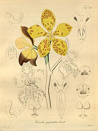 plate 112 Vandopsis gigantea (as syn. Vanda gigantea)