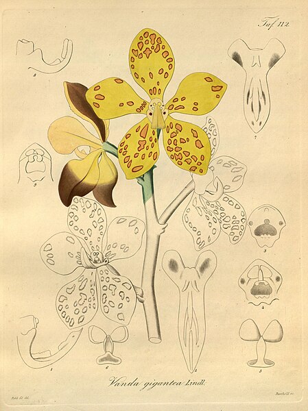 File:Vandopsis gigantea (as Vanda gigantea) - Xenia 2 pl 112.jpg