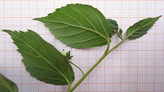 <i>Varronia globosa</i> Plant